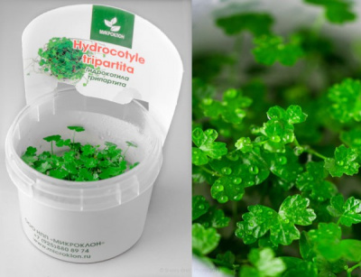 Гидрокатипа Трипартита Hydrocotyle tripartita (меристемное растение)